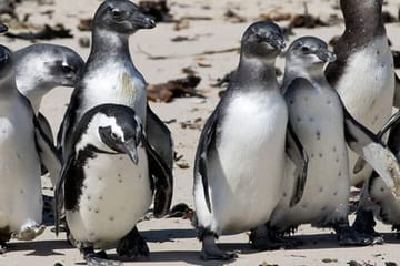 Private Tour to Robben Island and Cape Point in Cape Town