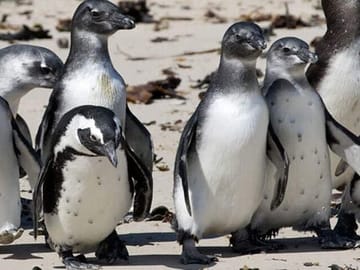 Private Tour of Robben Island and Cape Point in Cape Town