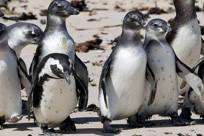Private Tour to Robben Island and Cape Point in Cape Town