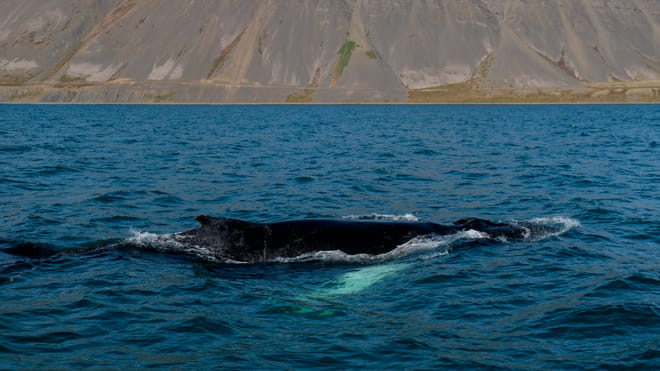 Whales and wildlife