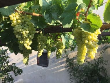 Private Wine Adventure Tour in Santorini photo 5
