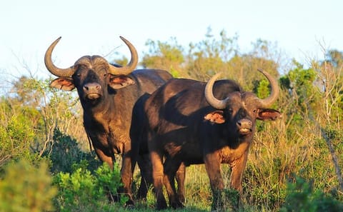 12-Day Hiking and Safari Adventure in Kenya's National Parks