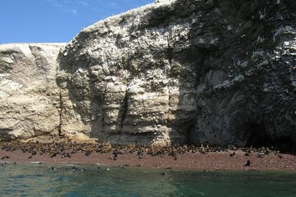 Ballestas Islands Sigthseeing Tour