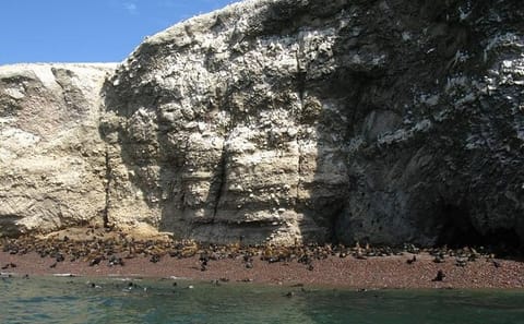 Ballestas Islands Wildlife Boat Tour from Paracas