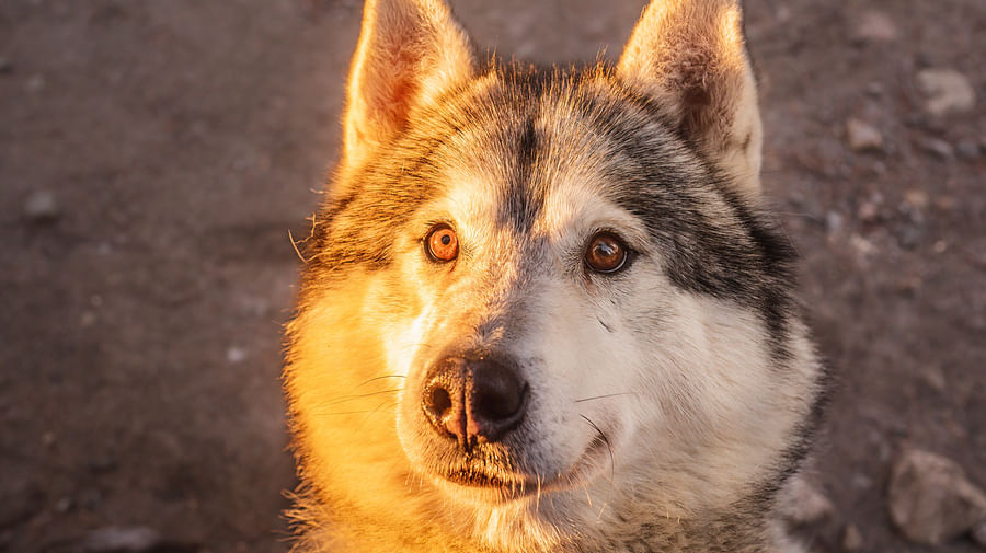 Autumn Husky ride, Husky safari, Pure Lapland, Siberian Husky, Rovaniemi Lapland