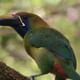 Emerald Toucanet Cloud Forest hanging Bridges tour