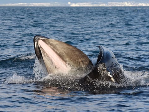 Reykjavík Premium Whale Watching, photo 4