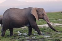 Two days Maasai Mara guided tour 1