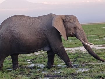 Two days Maasai Mara guided tour