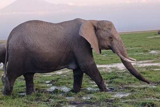 Two days Maasai Mara guided tour