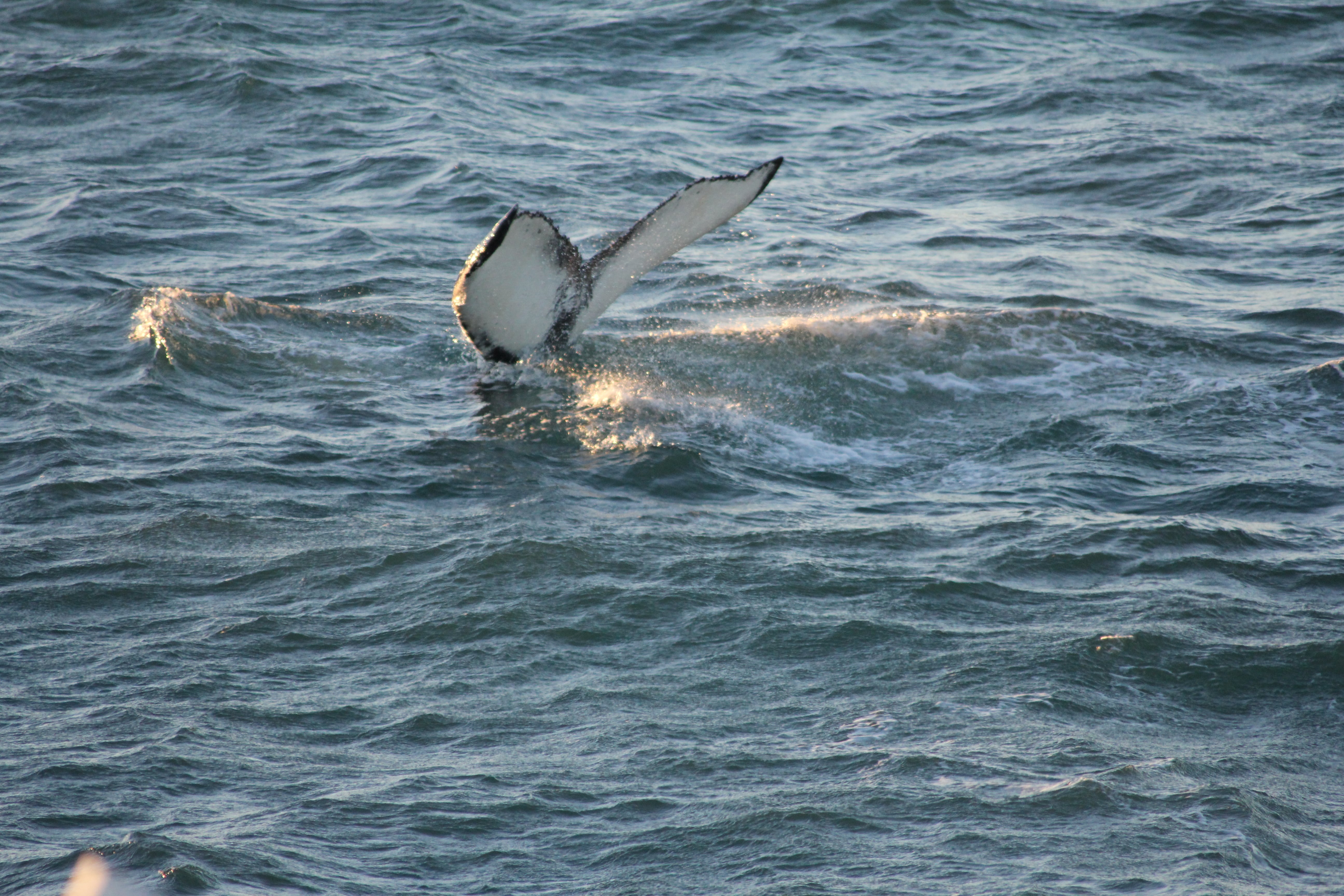 Whale surfacing in the ocean during a whale watching tour in Reykjavík, Iceland.
