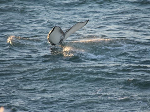 Whale surfacing in the ocean during a whale watching tour in Reykjavík, Iceland.