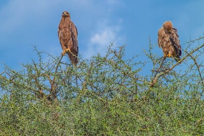 Tanzania Classic Safari 3 Days / 2 Nights