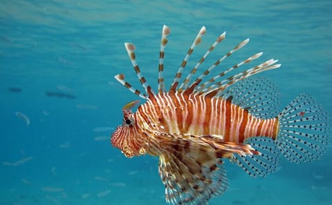 Semi Submarine Underwater Tour in Hurghada, Egypt