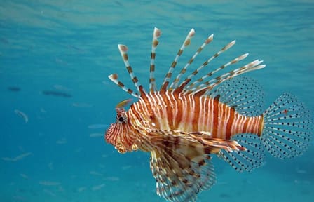 Semi Submarine Underwater Tour in Hurghada, Egypt