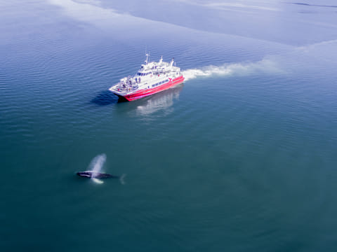 Akureyri Classic Whale Watching, photo 4