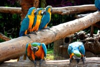 BANGKOK: Join Tour: Full Day Tour Safari World - Marine Park - Buffet Lunch with Private Transfer 3