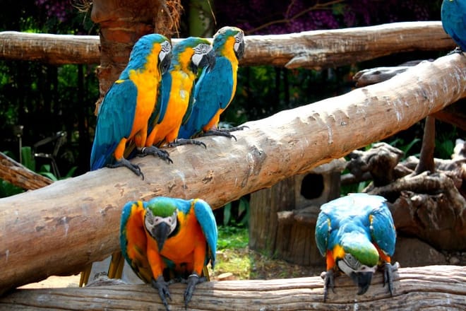 BANGKOK: Join Tour: Full Day Tour Safari World - Marine Park - Buffet Lunch with Private Transfer 3