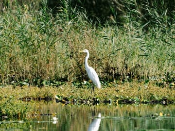 Glide silently through Lake Skadar’s channels and witness birds in their natural habitat.