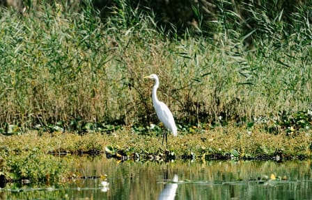 Birdwatching and Photography Tour in Skadar Lake National Park
