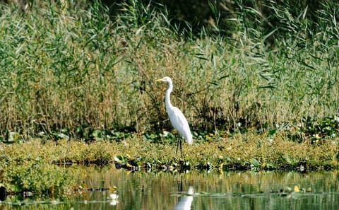 Birdwatching and Photography Tour in Skadar Lake National Park