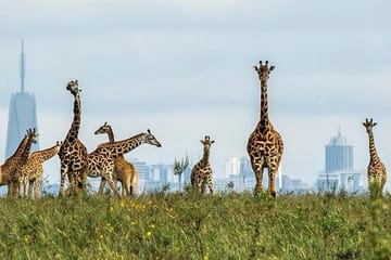 Nairobi National Park Half-Day Wildlife Tour from Nairobi