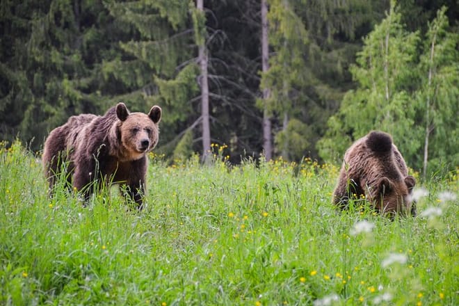 Two brown bears in the clearing