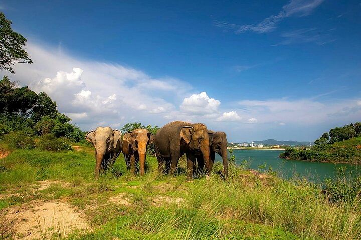 Phuket City Tour: Culture, Cuisine & Elephant Sanctuary Experience