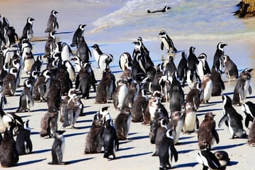 Half Day shared Tour Boulders Beach and Swimming