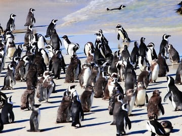 Half Day Tour to Boulders Beach and Muizenberg from Cape Town