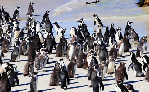 Half Day Tour to Boulders Beach and Muizenberg from Cape Town