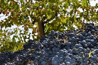 Visita guidata alla cantina Valle Martello 5