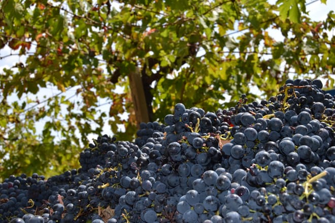 Visita guidata alla cantina Valle Martello 5