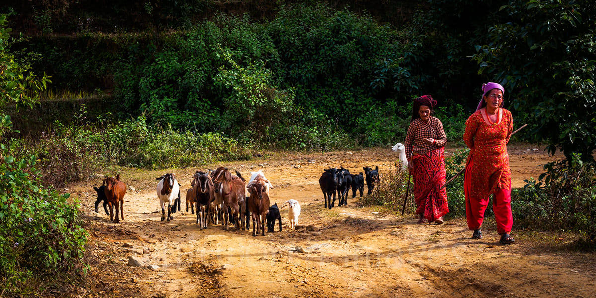 19 Days Mera Peak Climbing & Expedition – One Life-Changing Himalayan Adventure