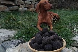 Truffle Hunting & Tasting in Transylvania