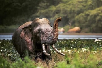 Half Day Activity in Yala Safari