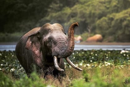 Half Day Activity in Yala Safari