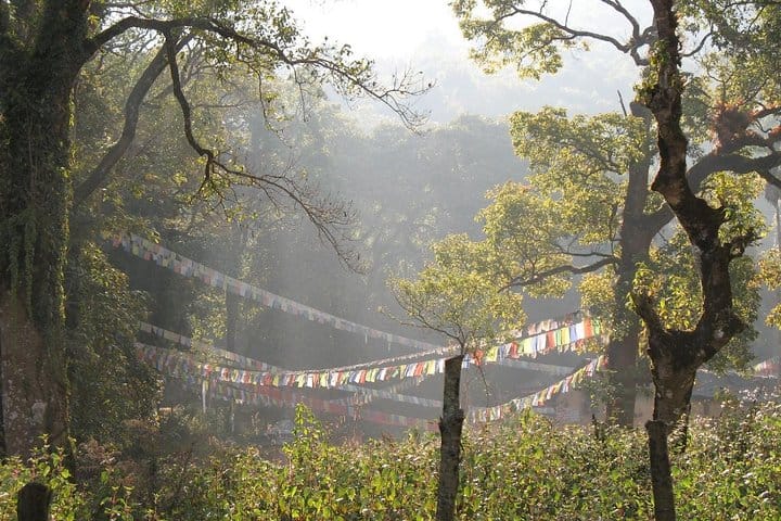 1 Day Phulchowki Day Hike – A Scenic Escape to Kathmandu’s Highest Hill