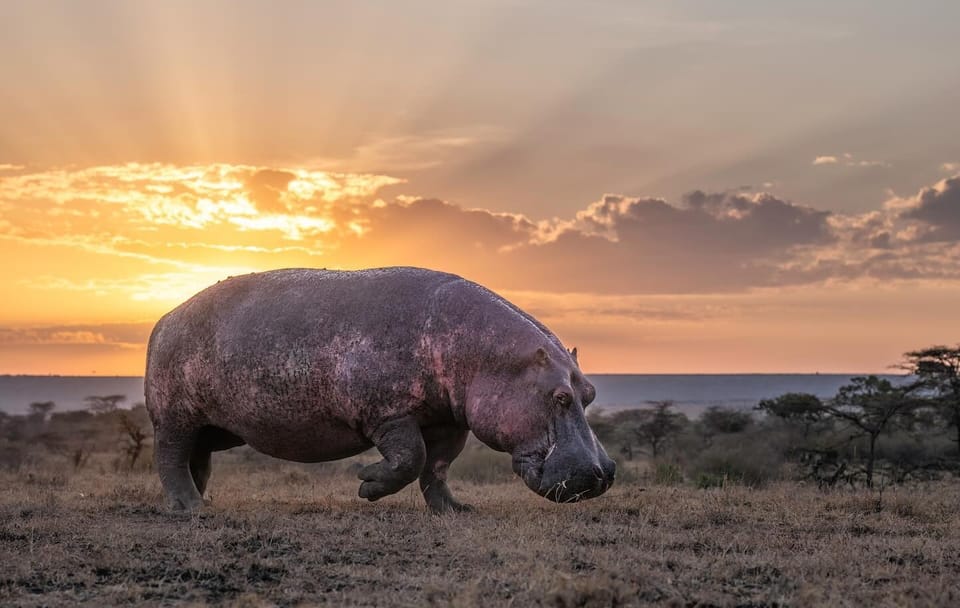Luxury Fly-In Safari Adventure in Amboseli National Park