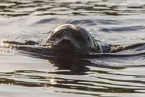 Seal safari in Puumala by Lake Saimaa