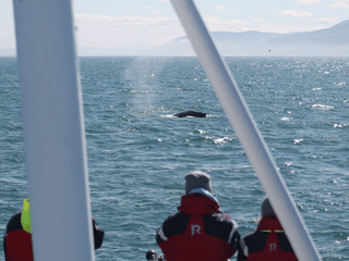 Húsavík: Small-Family Run, Responsible Whale Watching, photo 10