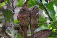 Sinharaja Bird Watching Day Tour from Colombo 2