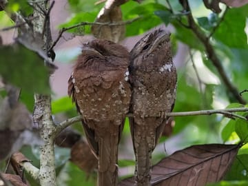 Bird Watching Day Tour in Sinharaja Rainforest from Colombo