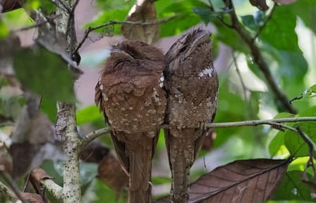 Sinharaja Bird Watching Day Tour from Colombo
