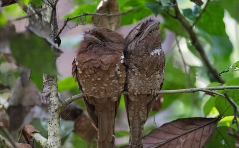 Bird Watching Day Tour in Sinharaja Rainforest from Colombo