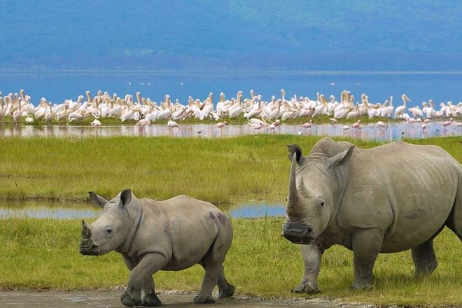 Rhino at Lake Nakuru