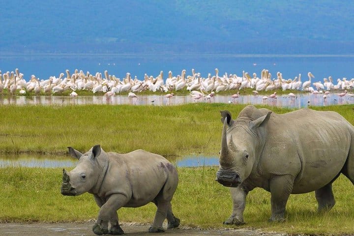 Rhino at Lake Nakuru