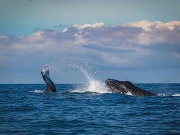 7 Day Highlands, Wildlife tour- Entry fees& Adventures activities