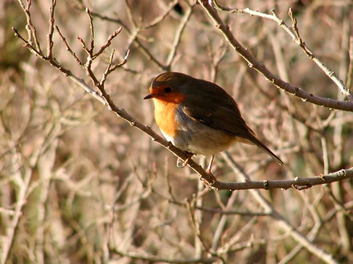 Wild Red deer viewing safari. Galway. Private guided. 3 hours.