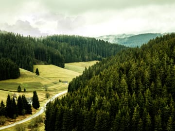 Black Forest